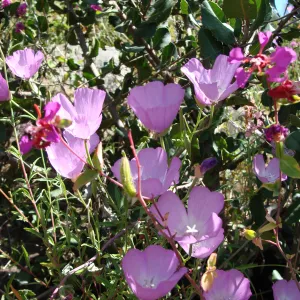 wildflowers on the Pritchett Trail, SBBG 2 years after the Jesusita Fire