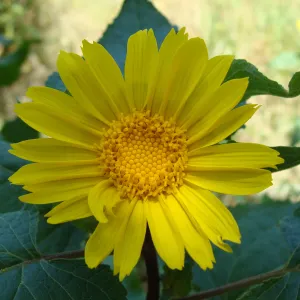 Canyon sunflower (Venegasia carpesioides) on the Pritchett Trail, SBBG 2 years after the Jesusita Fire