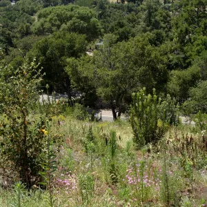 Porter Trail, Cypress Section, view down to Mission Canyon Road and parking lot exit, SBBG 2 years after the Jesusita Fire