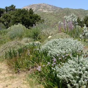 top of Porter Trail, view to Santa Ynez Mountains, SBBG 2 years after the Jesusita Fire