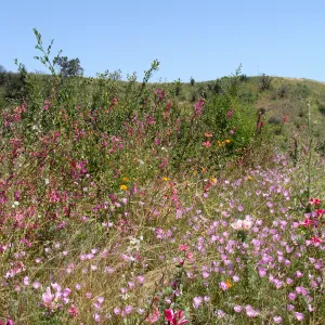 top of Porter Trail, view to Tipton Ridge with RAWS station in place, SBBG 2 years after the Jesusita Fire