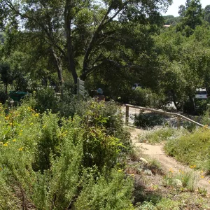 entrance to the Porter Trail loop, SBBG 2 years after the Jesusita Fire