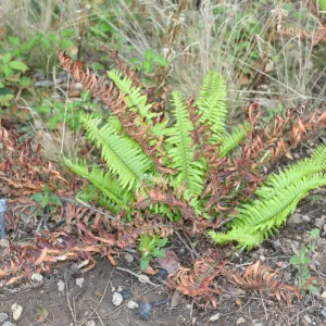 new green and brown fire singed fronds on fern, SBBG Fire Walk in the Garden, one month after Jesusita Fire