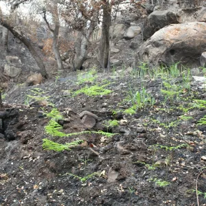 SBBG Fire Walk in the Garden, one month after Jesusita Fire