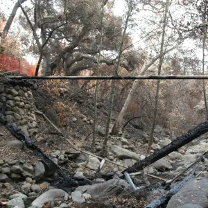 SBBG Fire Walk in the Garden, one month after Jesusita Fire, view of Campbell Bridge span across the Mission Creek