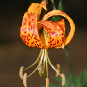 SBBG Fire Walk in the Garden, one month after Jesusita Fire, Lily in bloom
