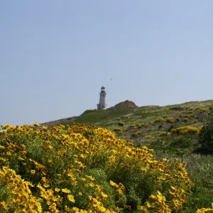 lighthouse, Anacapa Island, SBBG field trip, 2008