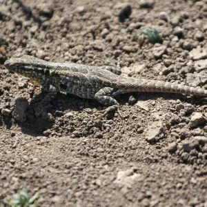lizard, Anacapa Island, SBBG field trip, 2008