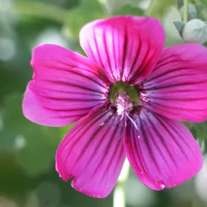 Lavatera flowers, Anacapa Island, SBBG field trip, 2008