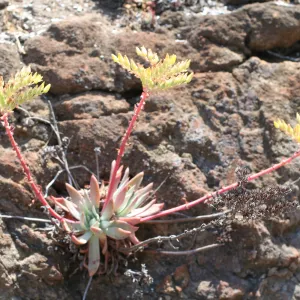 Dudleya, TEAWET, Santa Cruz Island field trip, 2009