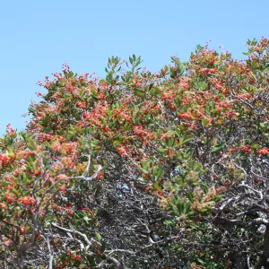TEAWET, Santa Cruz Island field trip, 2009