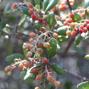 TEAWET, Santa Cruz Island field trip, 2009