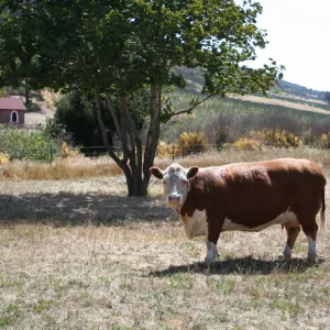 TEAWET, Santa Cruz Island field trip, 2009, cow