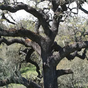 oak, Sedgewick Reserve, SBBG Docent field trip, 2006