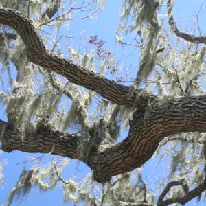 Ramalina in oak, Sedgewick Reserve, SBBG Docent field trip, 2006