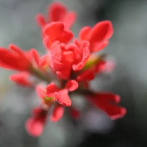 Castilleja, paintbrush close-up, Sedgewick Reserve, SBBG Docent field trip, 2006