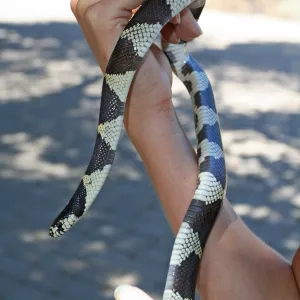 king snake, SBBG Summer Nature Camp, 2009