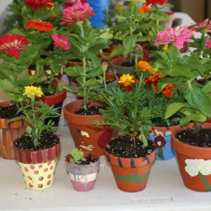 flower pot crafts, potting plants, SBBG Summer Nature Camp, 2009