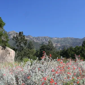 SBBG Meadow view to the Santa Ynez Mountains