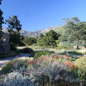 SBBG Meadow view to the Santa Ynez Mountains
