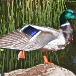 drake, mallard duck, SBBG Meadow Pond