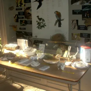 interpretive display tables in the Information Kiosk, Great Garden Nature Night, SBBG, 2003