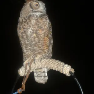 owl, Great Garden Nature Night, SBBG, 2003