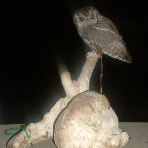 owl, Great Garden Nature Night, SBBG, 2003