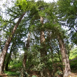 Redwood Section, Santa Barbara Botanic Garden, March 2011, © Gary Margeson