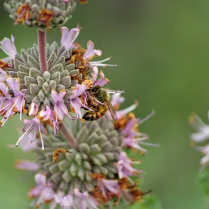 Salvia (sage) with honey bee, Santa Barbara Botanic Garden, March 2011, © Gary Margeson