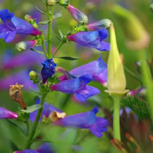Santa Barbara Botanic Garden, March 2011, © Gary Margeson