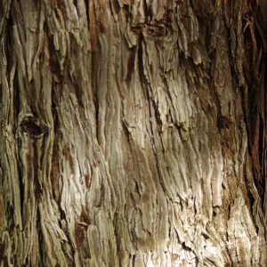 tree trunk, bark, Santa Barbara Botanic Garden, March 2011, © Gary Margeson