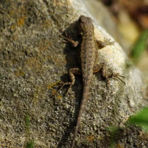 lizard on rock, Santa Barbara Botanic Garden, March 2011, © Gary Margeson