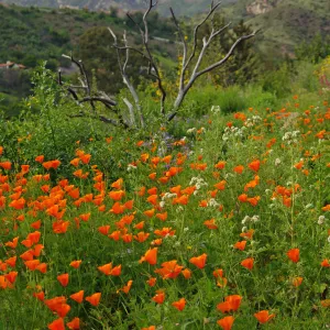 poppies with view to the mountains, Santa Barbara Botanic Garden, March 2011, © Gary Margeson
