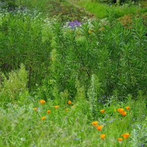 lush green foliage with delicate wildflowers, Santa Barbara Botanic Garden, March 2011, © Gary Margeson