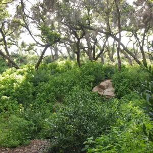Santa Barbara Botanic Garden, March 2011, © Gary Margeson