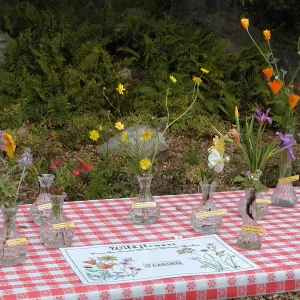 wildflower display table, SBBG Egg Hunt, 2002