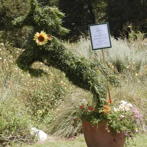 topiary, SBBG Auction item, in the Meadow