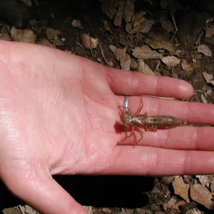 dragonfly larvae, SBBG Summer Nature Camp, 2002