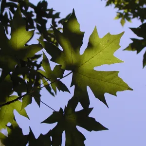 Sycamore leaves
