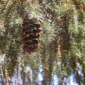 douglas fir foliage and cone