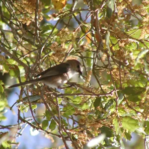 oak titmouse, bird in flowering oak tree, SBBG