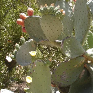 Cactus, SBBG