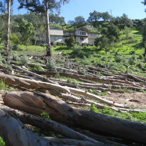 Eucalyptus removal at the Van Schaick property