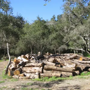 Eucalyptus removal at the Van Schaick property