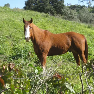Neighbor horses grazing on Garden property at Cavalli site