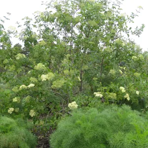 Elderberry on Porter Trail