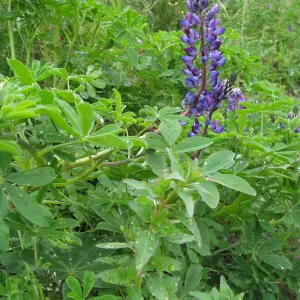 Lupinus succulentus on the Porter Trail