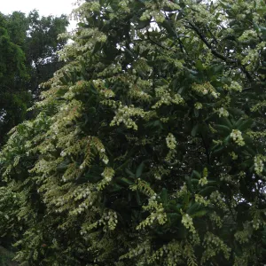 Comarostaphylis diversifolia in the Meadow border