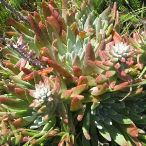 Anacapa Island